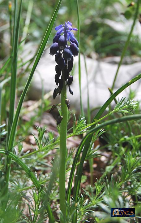 muscari neglectum.JPG